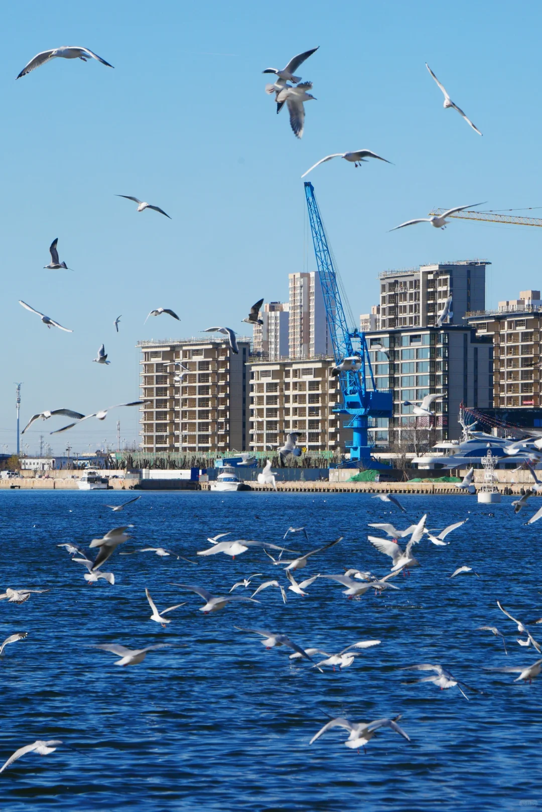 冬天的照片夏天发✨️等着海鸥再出发🪽