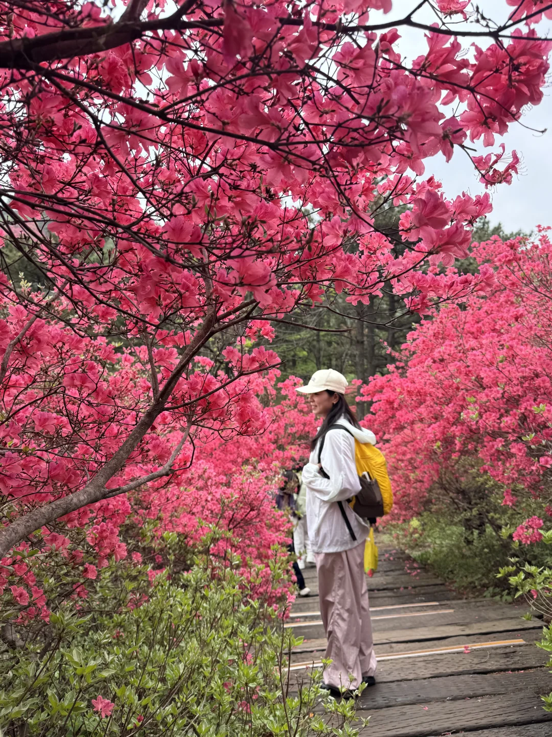 武汉2h,这里杜鹃花🌺已开爆!速来!附攻略