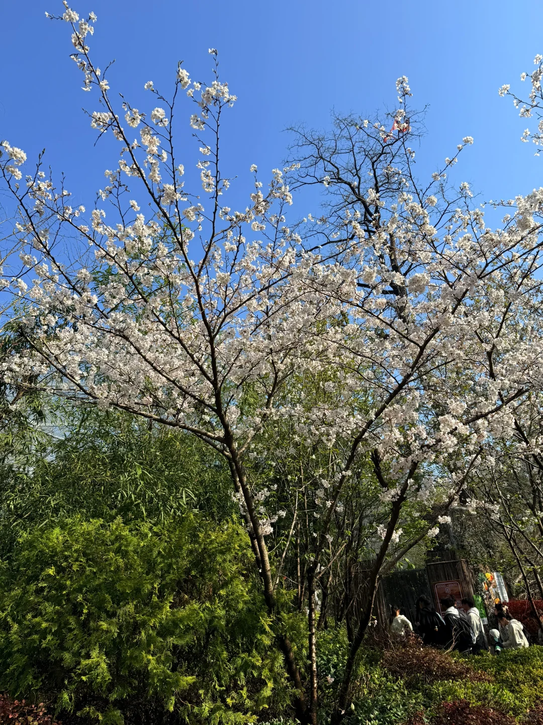 淄博→南京 两天一晚特种兵旅行攻略