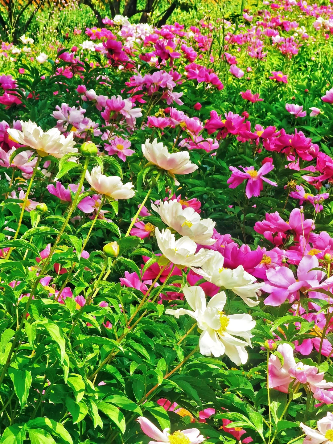 北京如此仙气飘飘的芍药油菜花大滨菊美爆了