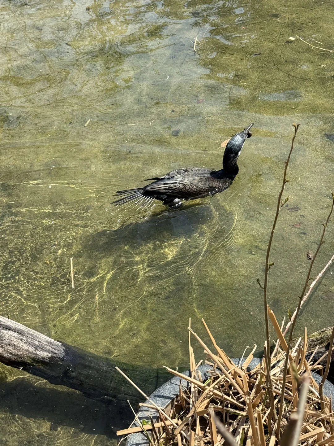淄博→南京 两天一晚特种兵旅行攻略