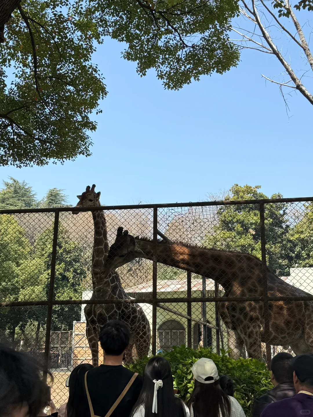 淄博→南京 两天一晚特种兵旅行攻略
