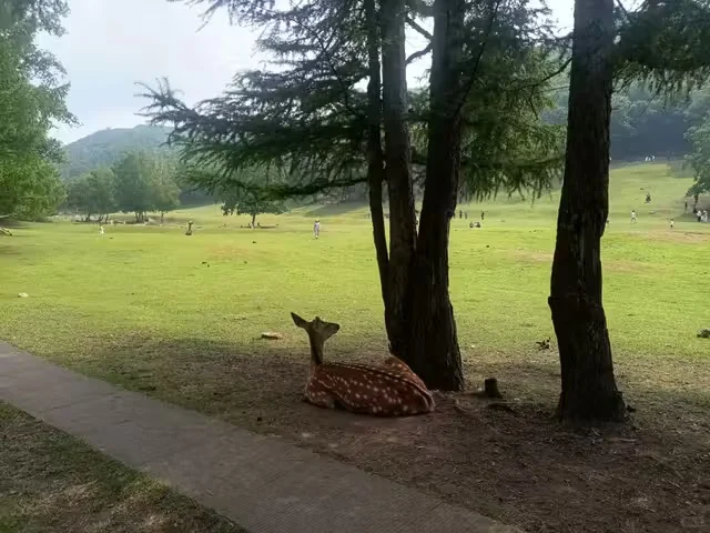 伊春金山鹿苑订票