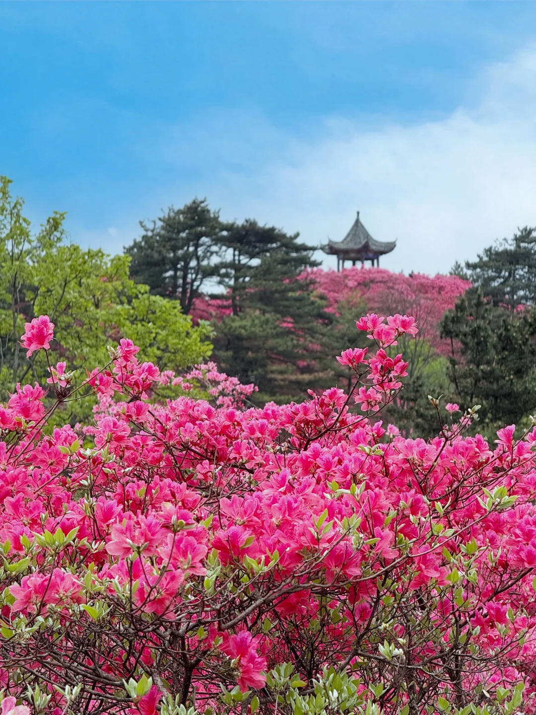 武汉2h,这里杜鹃花🌺已开爆!速来!附攻略