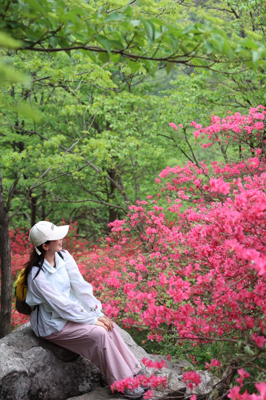 武汉2h,这里杜鹃花🌺已开爆!速来!附攻略