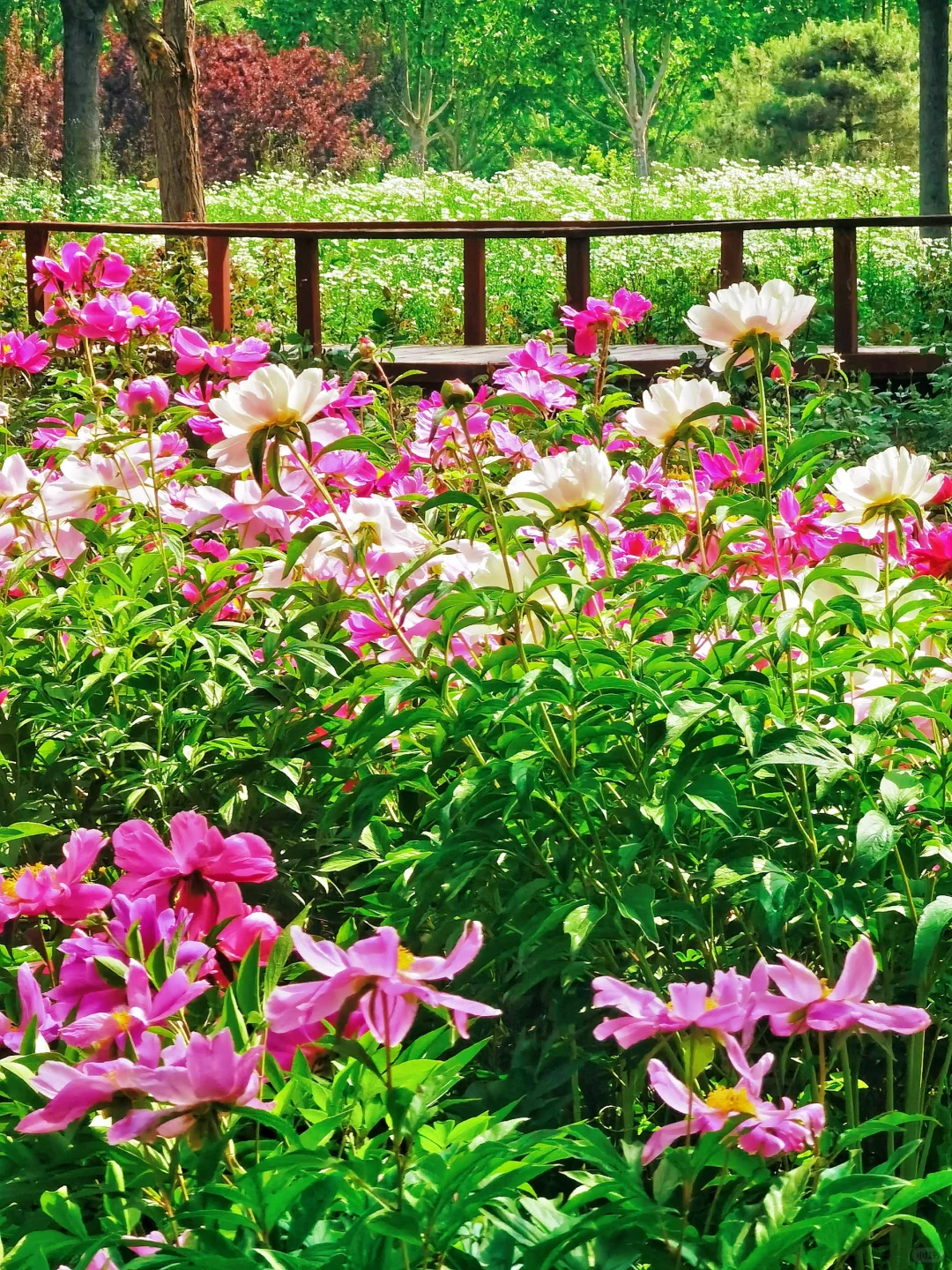 北京如此仙气飘飘的芍药油菜花大滨菊美爆了
