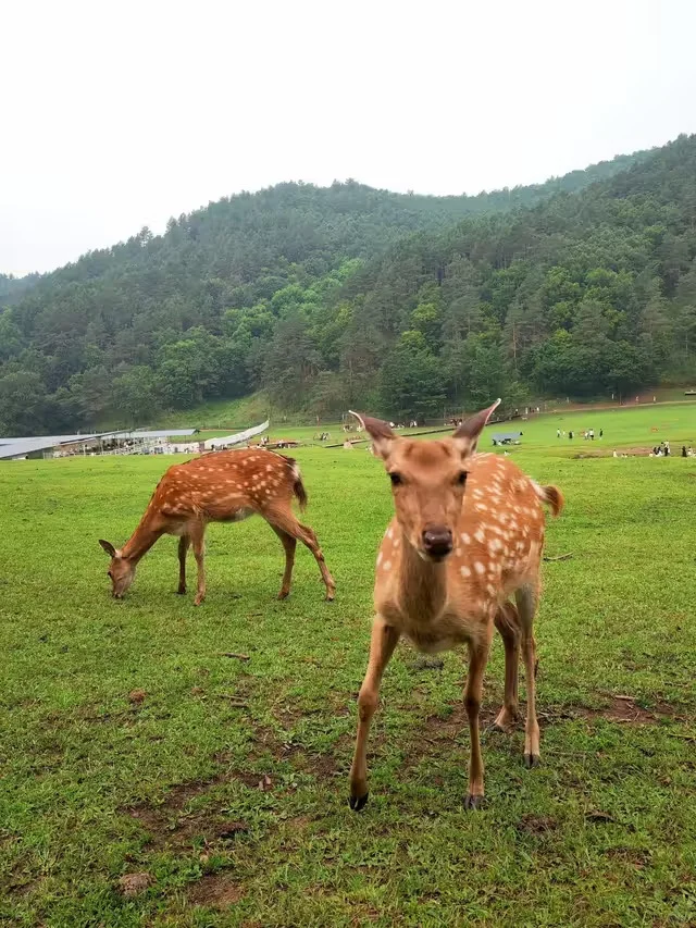伊春金山鹿苑订票