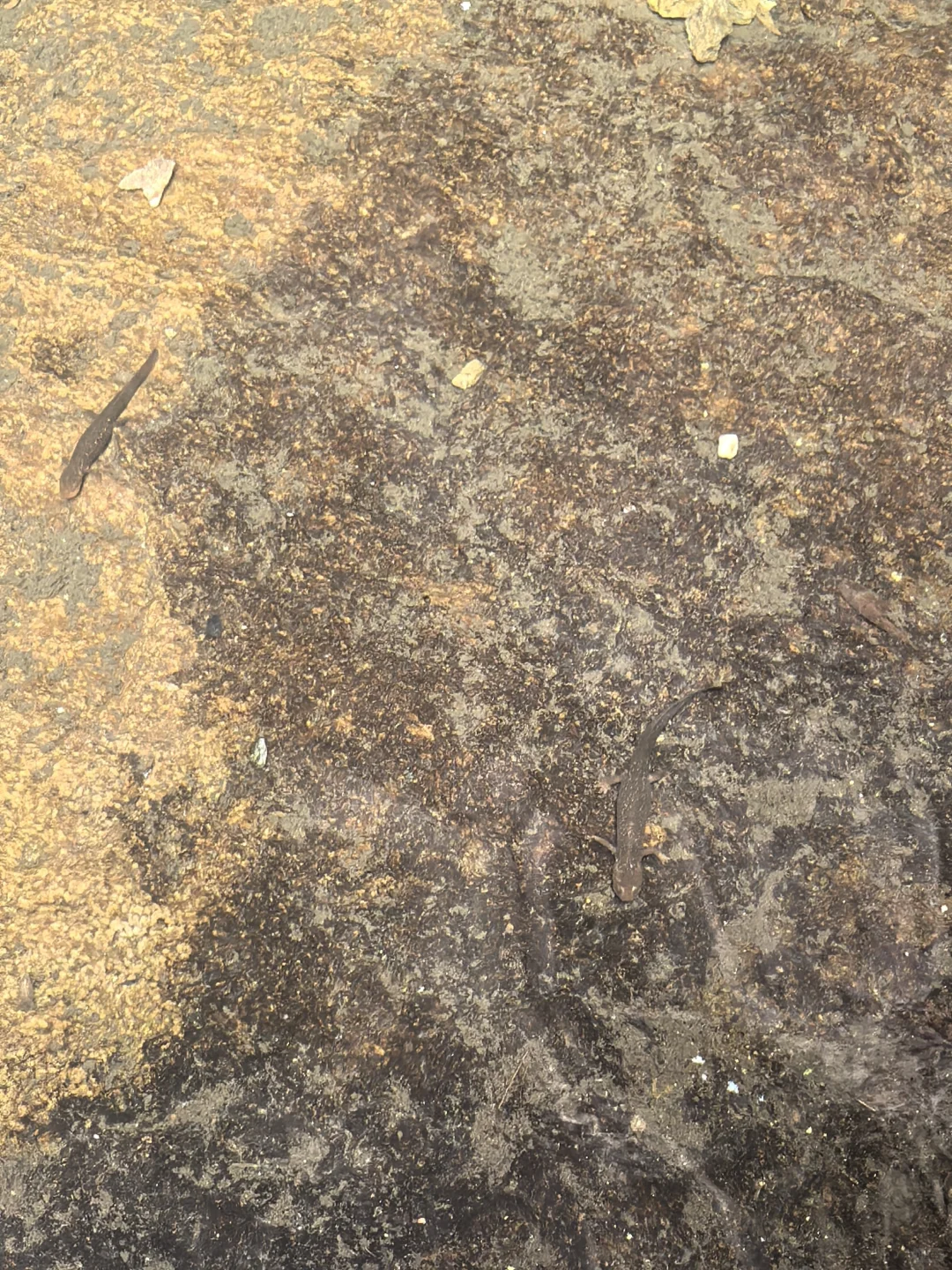 五一假期的雁荡山，玩了几个小时没碰到游客