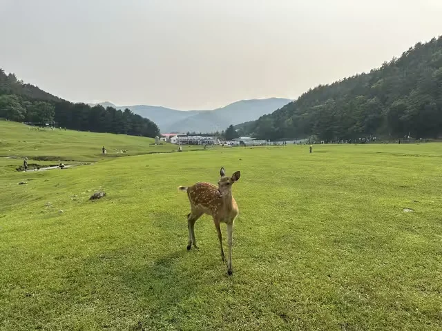 伊春金山鹿苑订票