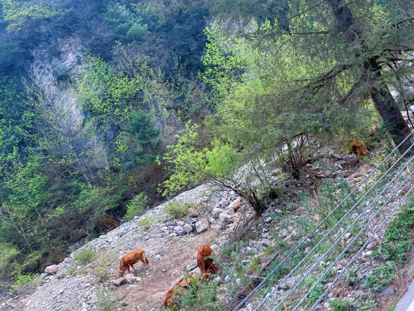 🌲官鹅沟👉差评，差评，差评！