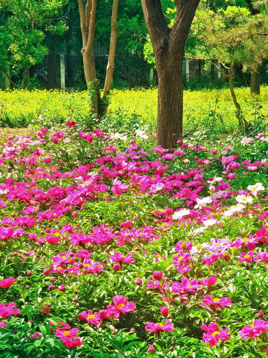 北京如此仙气飘飘的芍药油菜花大滨菊美爆了