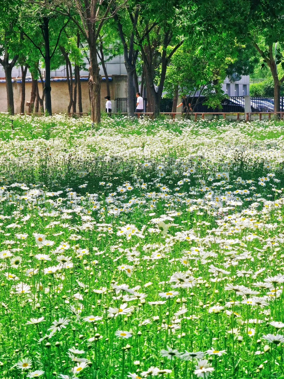 北京如此仙气飘飘的芍药油菜花大滨菊美爆了