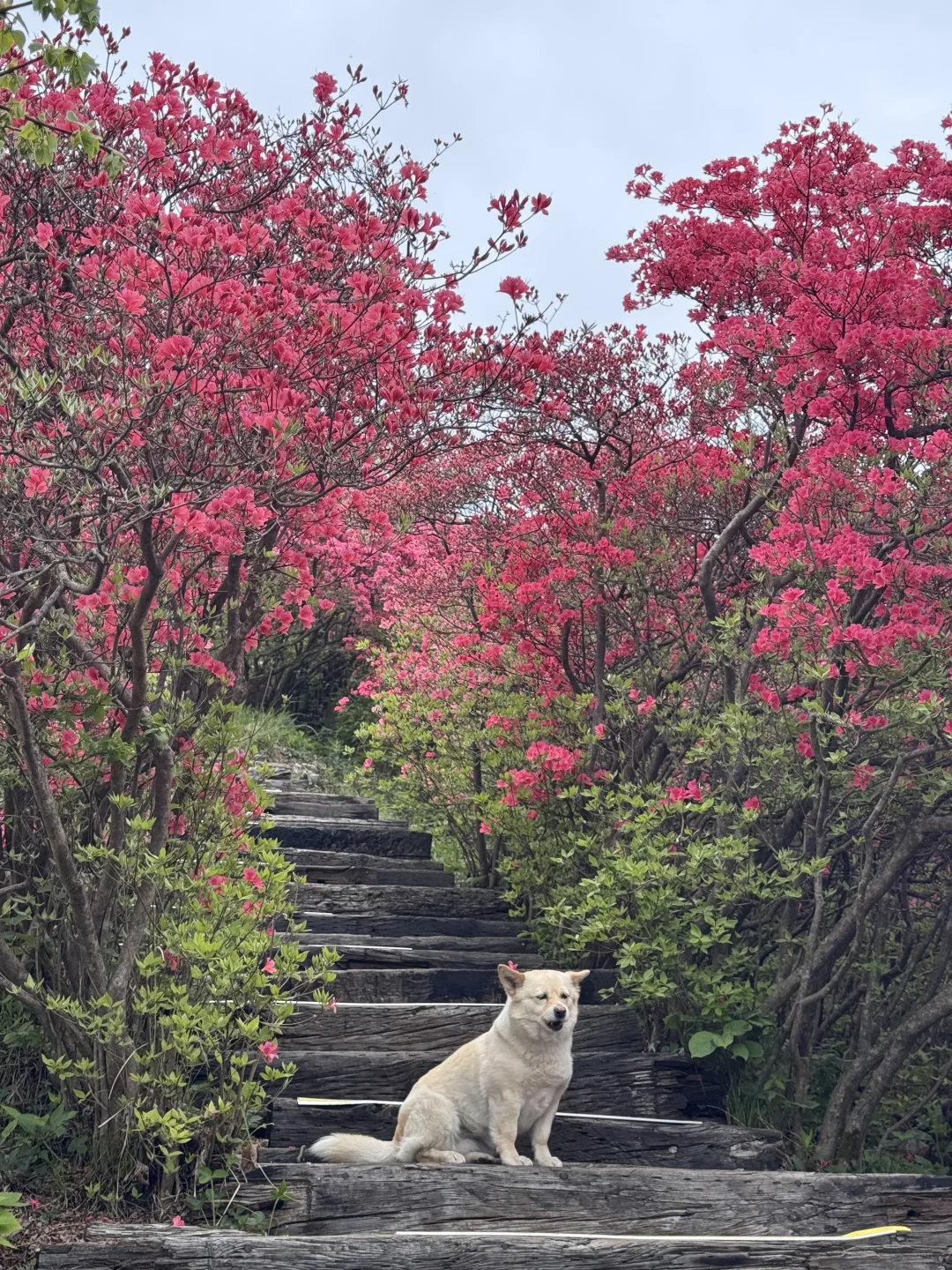 武汉2h,这里杜鹃花🌺已开爆!速来!附攻略