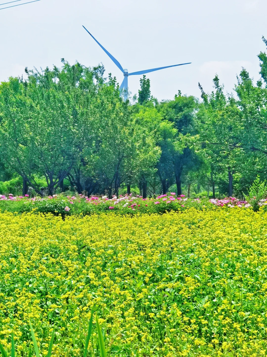 北京如此仙气飘飘的芍药油菜花大滨菊美爆了