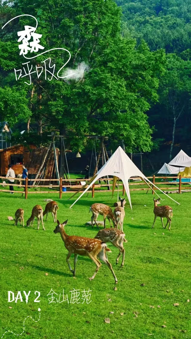 伊春金山鹿苑订票