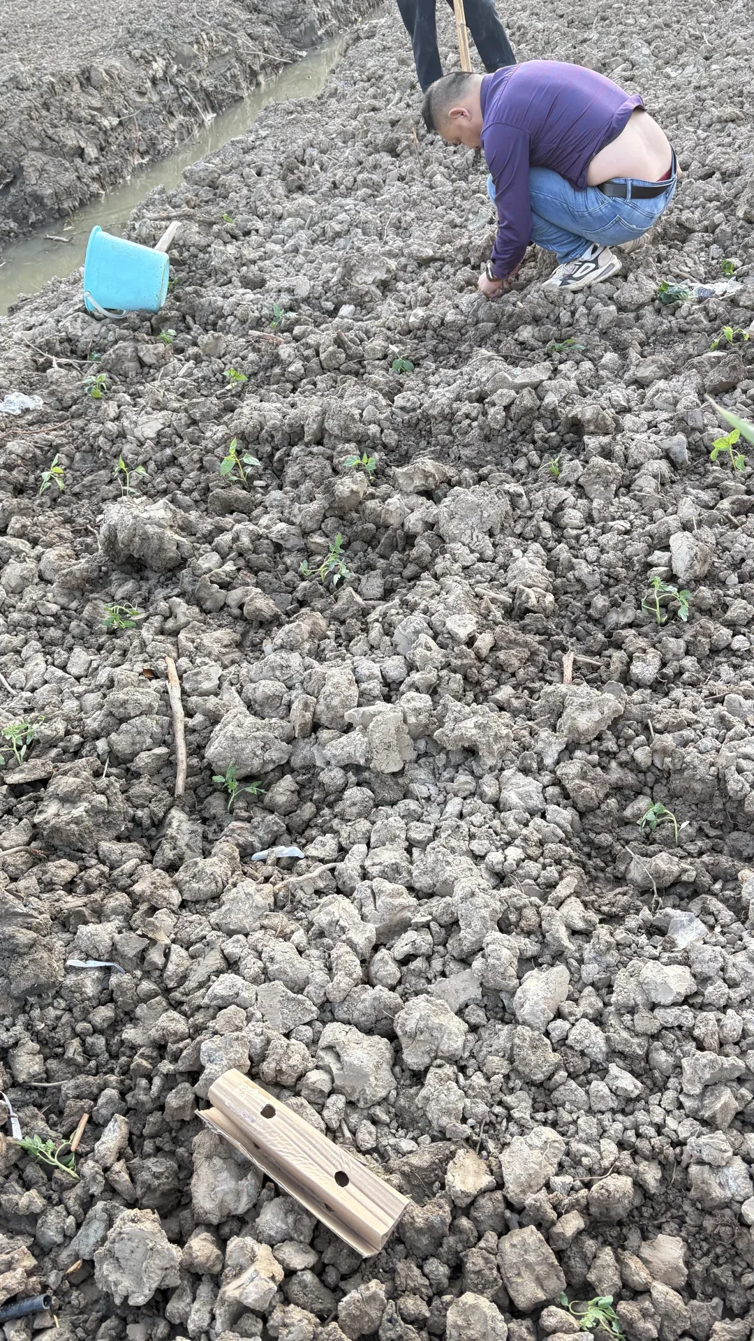 哇！免费小菜园在嘉兴郊区