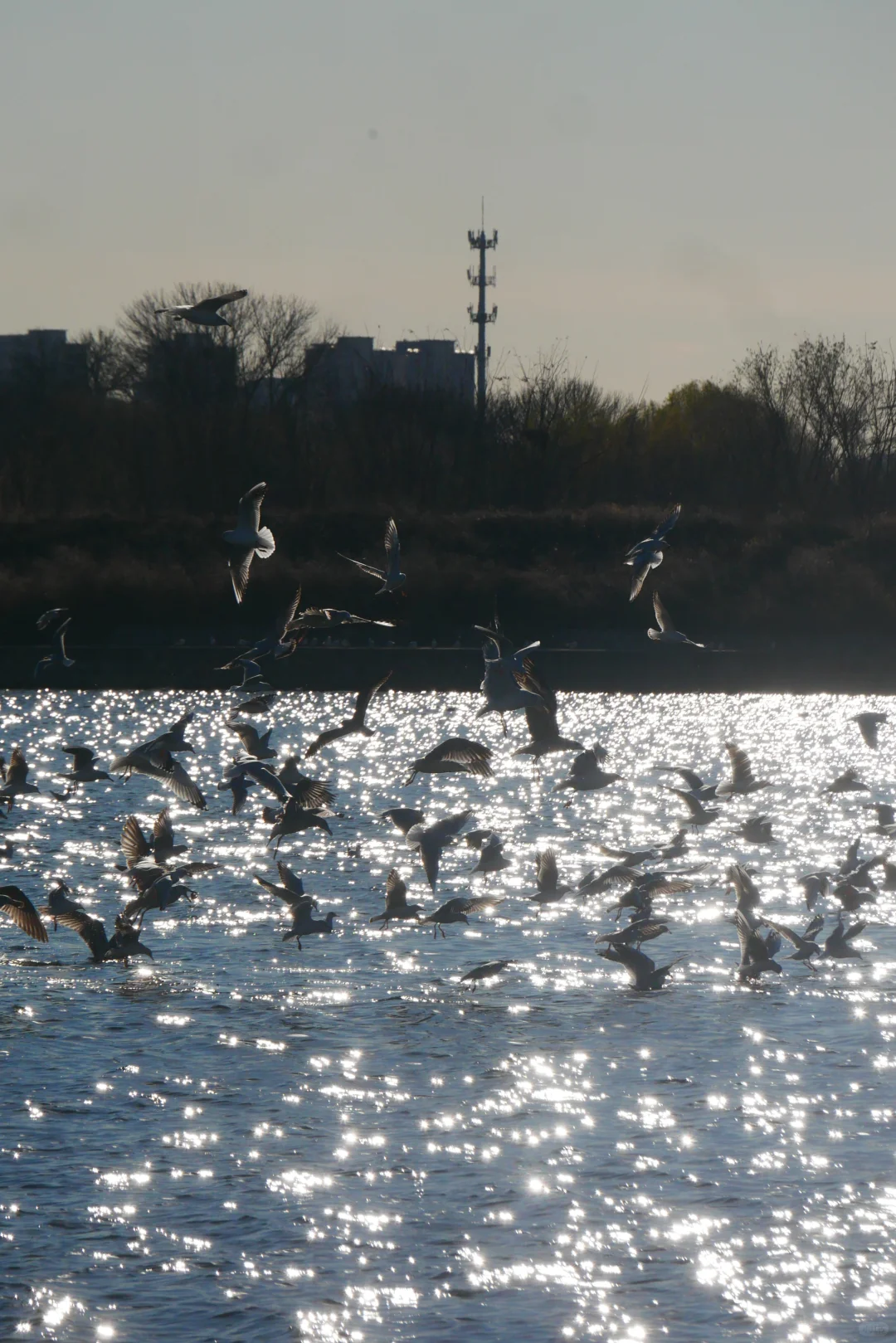 冬天的照片夏天发✨️等着海鸥再出发🪽