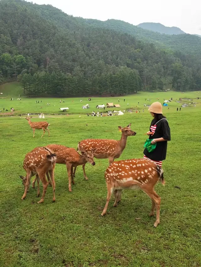 伊春金山鹿苑订票