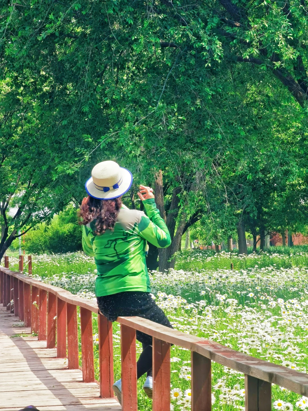 北京如此仙气飘飘的芍药油菜花大滨菊美爆了