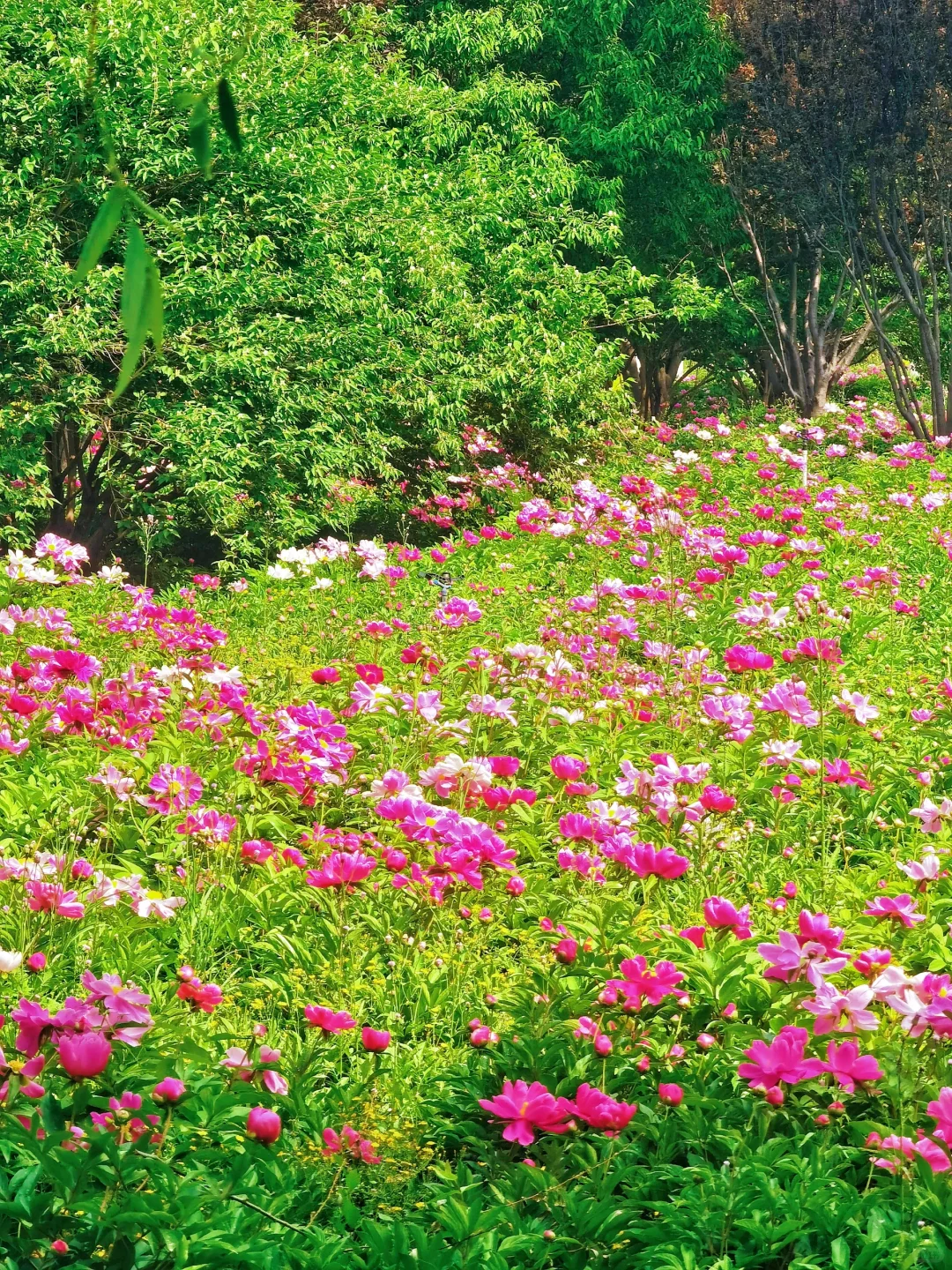北京如此仙气飘飘的芍药油菜花大滨菊美爆了