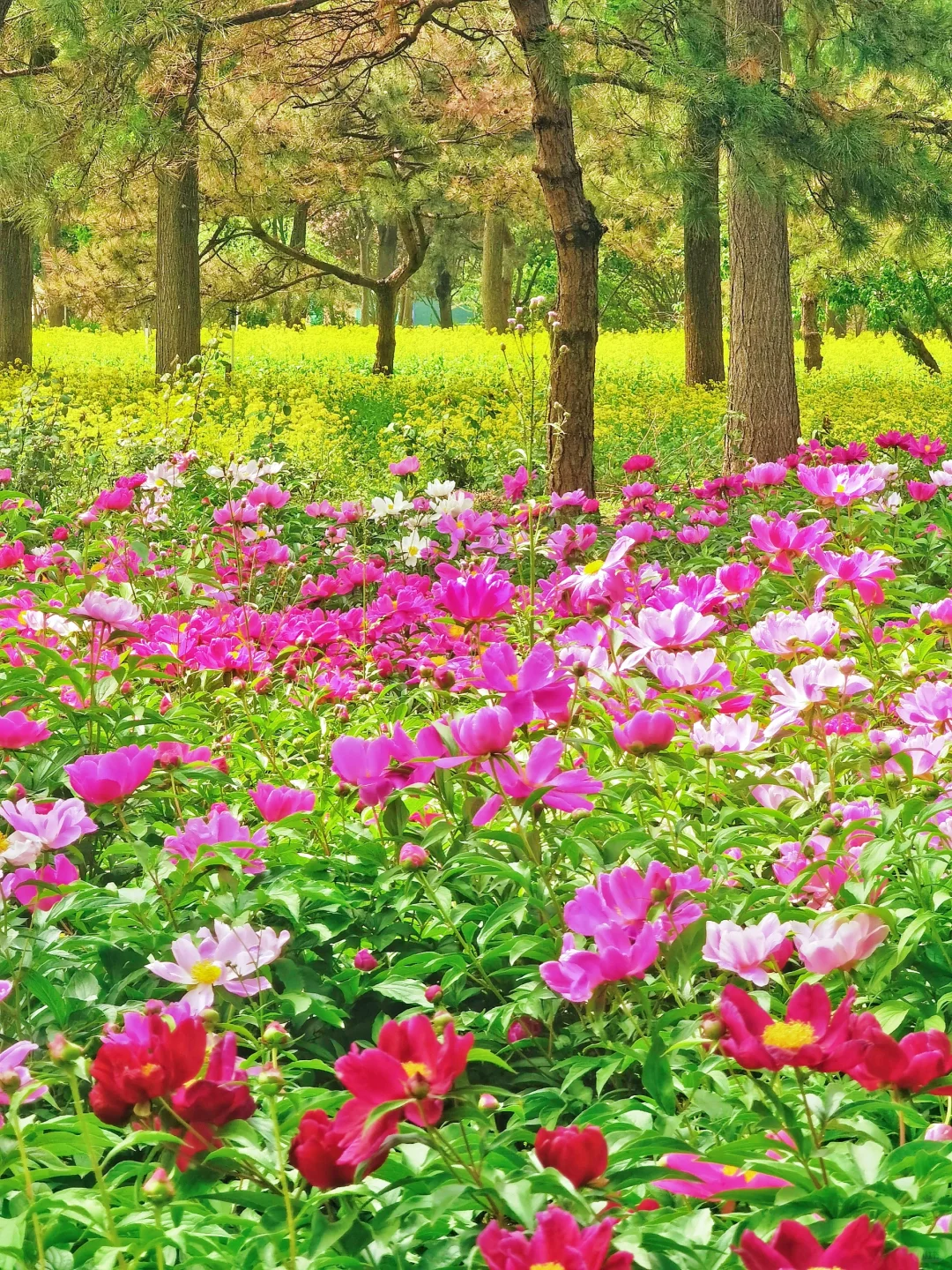 北京如此仙气飘飘的芍药油菜花大滨菊美爆了