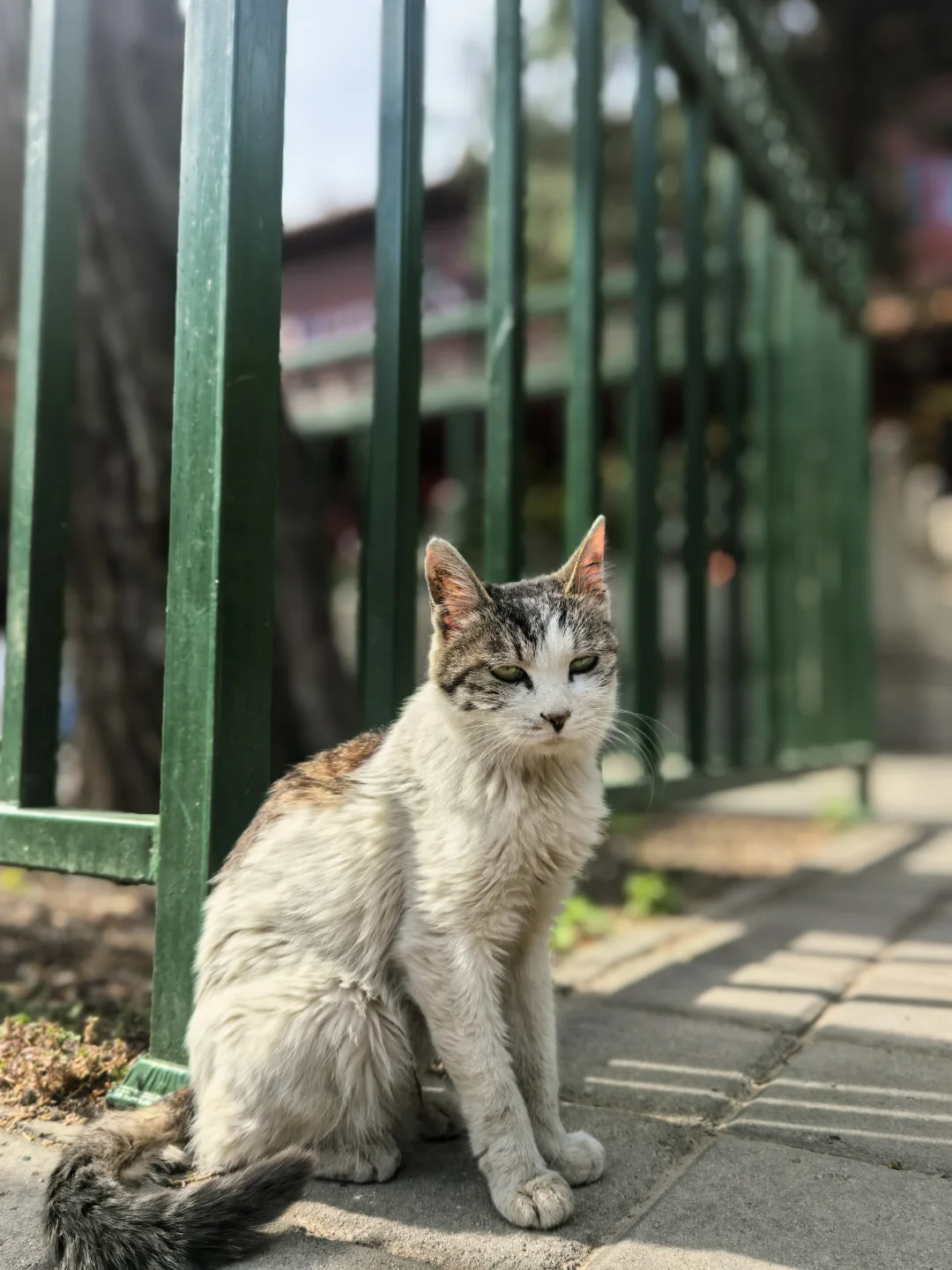 一寺，一古树，舍利镇塔底！