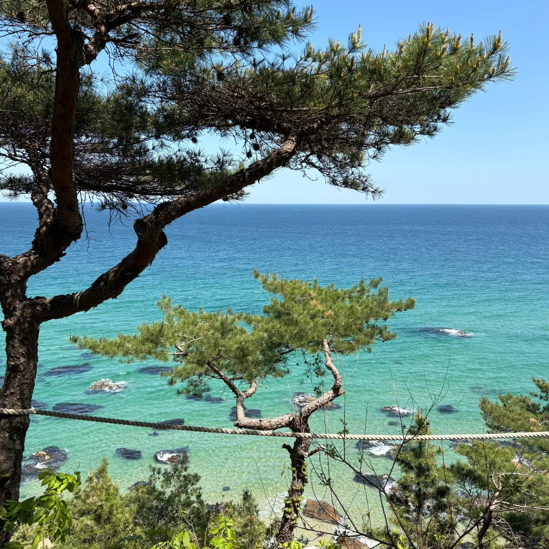 🌊江陵超全旅游攻略｜韩剧同款海边~