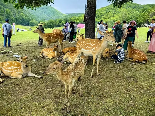伊春金山鹿苑订票