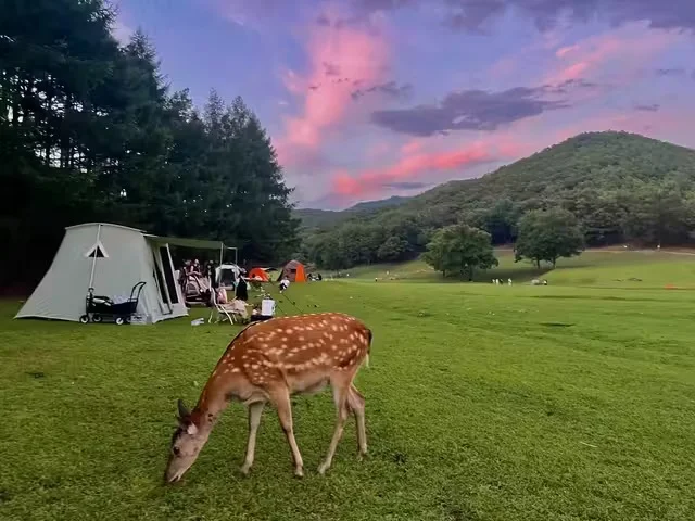 伊春金山鹿苑订票