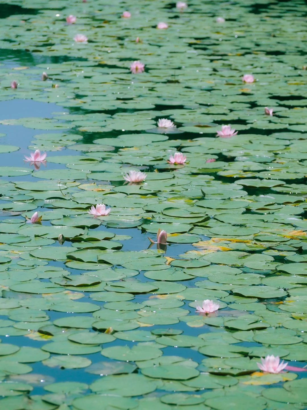 没有一个南京人 可以拒绝初夏燕雀湖的睡莲