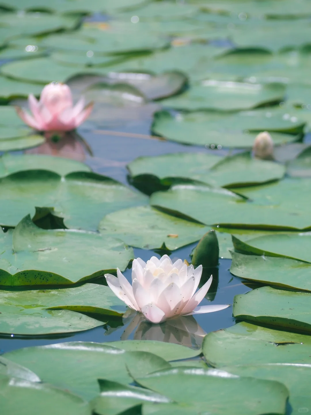没有一个南京人 可以拒绝初夏燕雀湖的睡莲