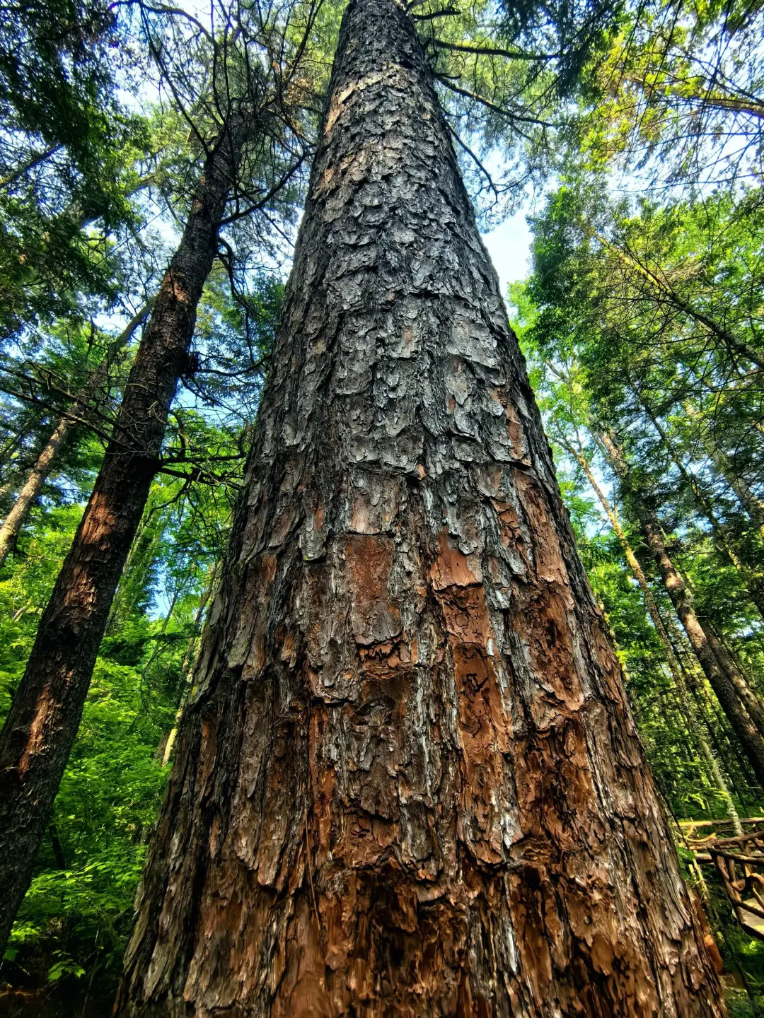 今年暑假，我只带娃去一个地方：伊春🥳
