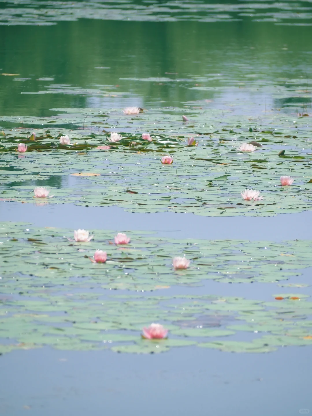 没有一个南京人 可以拒绝初夏燕雀湖的睡莲