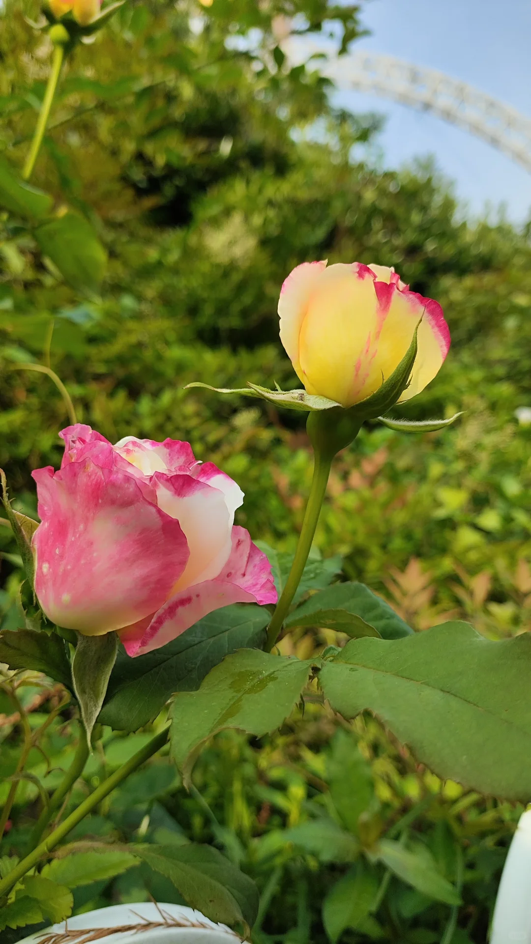 景区打卡不上班 | 邂逅落雁景区的诗意时光