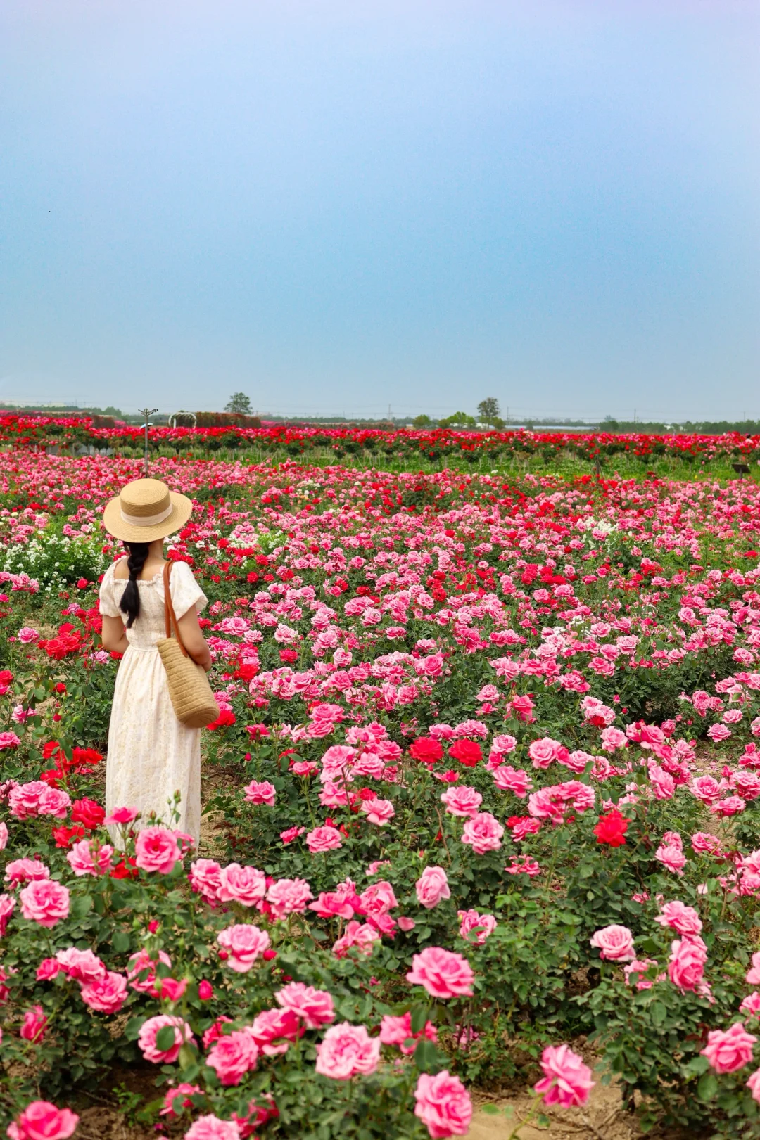 西安0.5h 超大的免费花海！飞机同框 ✈️