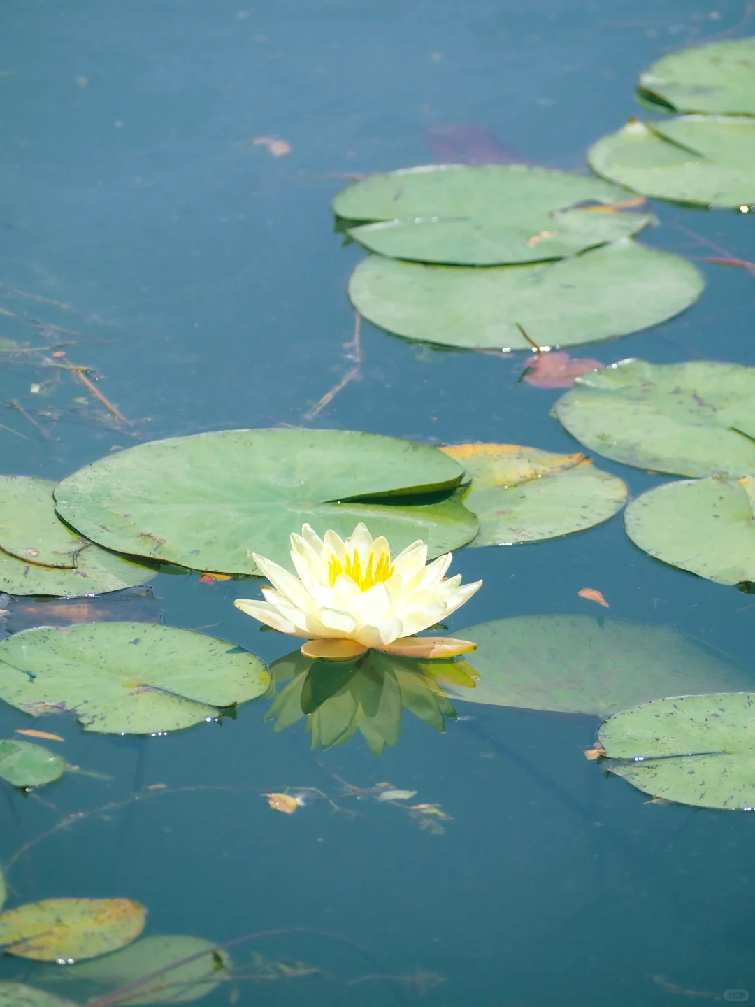 没有一个南京人 可以拒绝初夏燕雀湖的睡莲