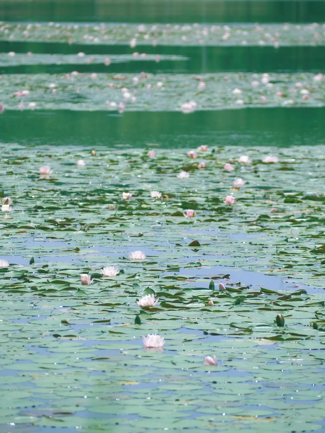 没有一个南京人 可以拒绝初夏燕雀湖的睡莲