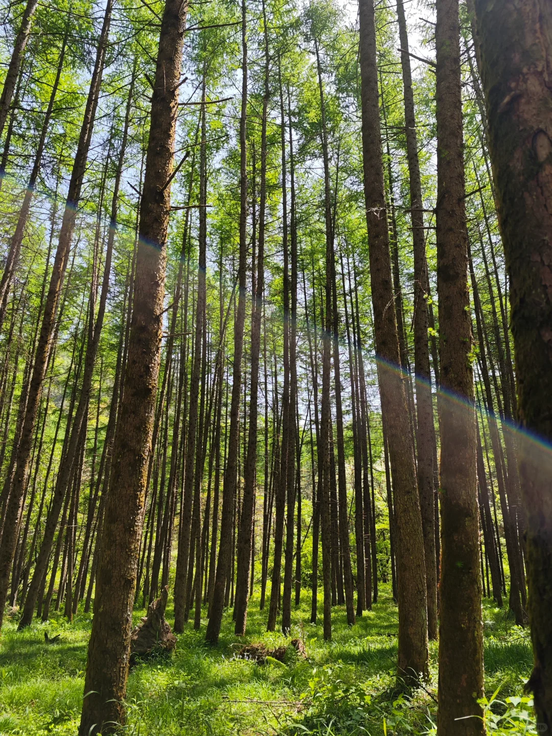光雾山｜藏在深山的5A级景区⛰️