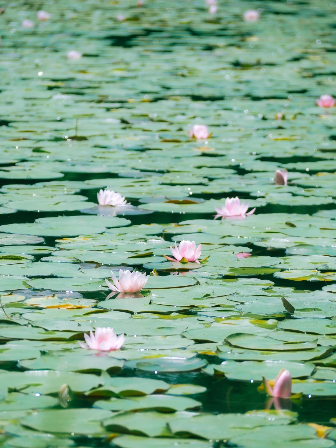 没有一个南京人 可以拒绝初夏燕雀湖的睡莲