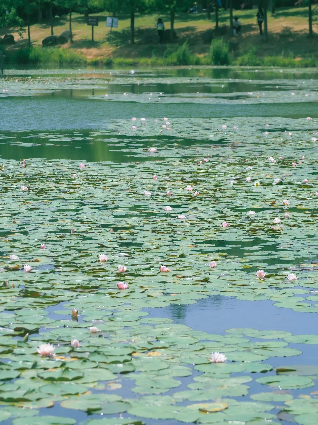 没有一个南京人 可以拒绝初夏燕雀湖的睡莲