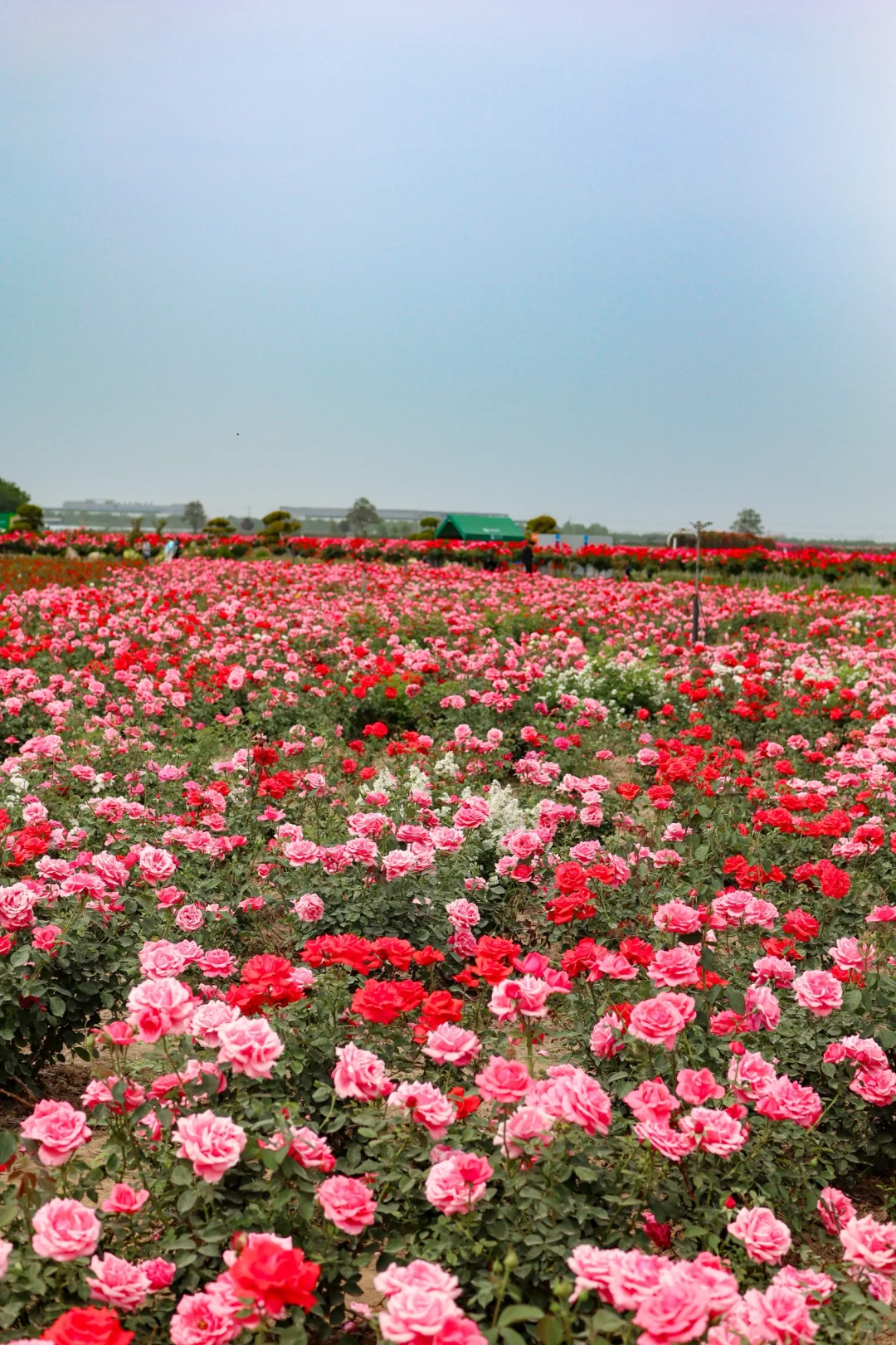西安0.5h 超大的免费花海！飞机同框 ✈️