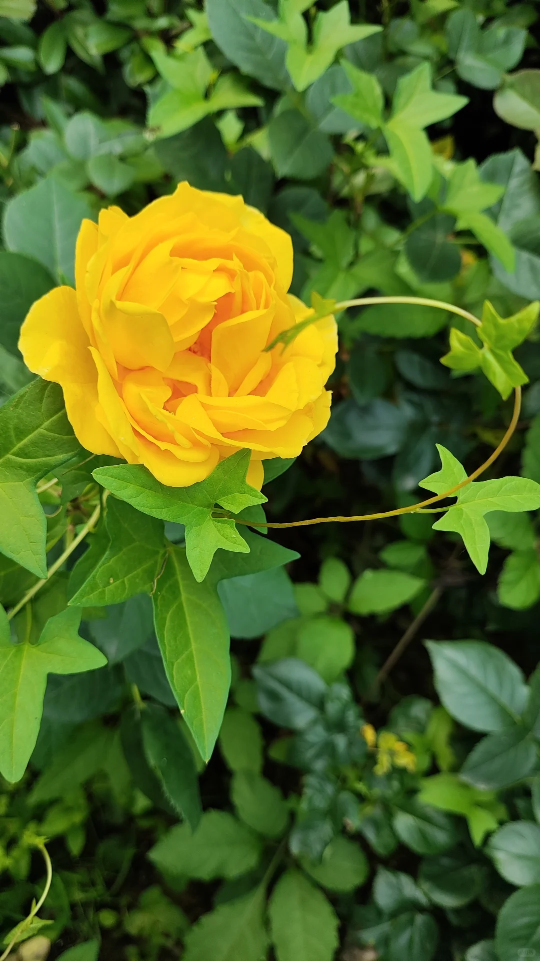 景区打卡不上班 | 邂逅落雁景区的诗意时光