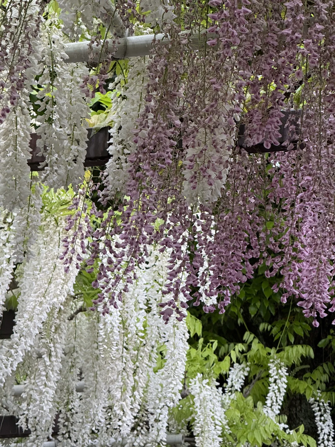 名古屋唯一去成的景点