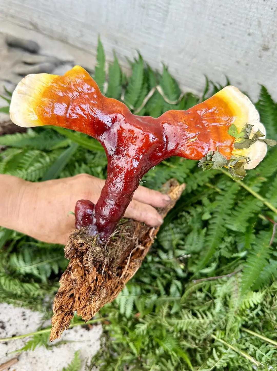 今年暑假，我只带娃去一个地方：伊春🥳