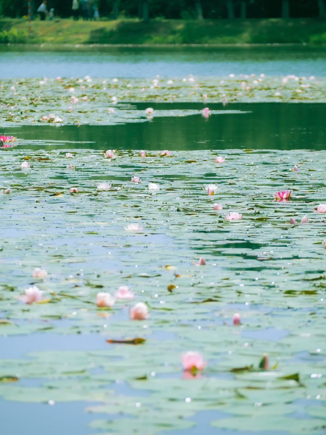没有一个南京人 可以拒绝初夏燕雀湖的睡莲