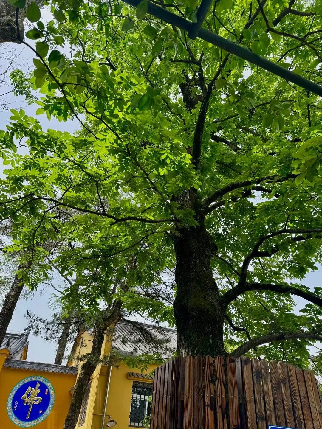 🙏和男友刚从九华山回来｜人均300避坑指南