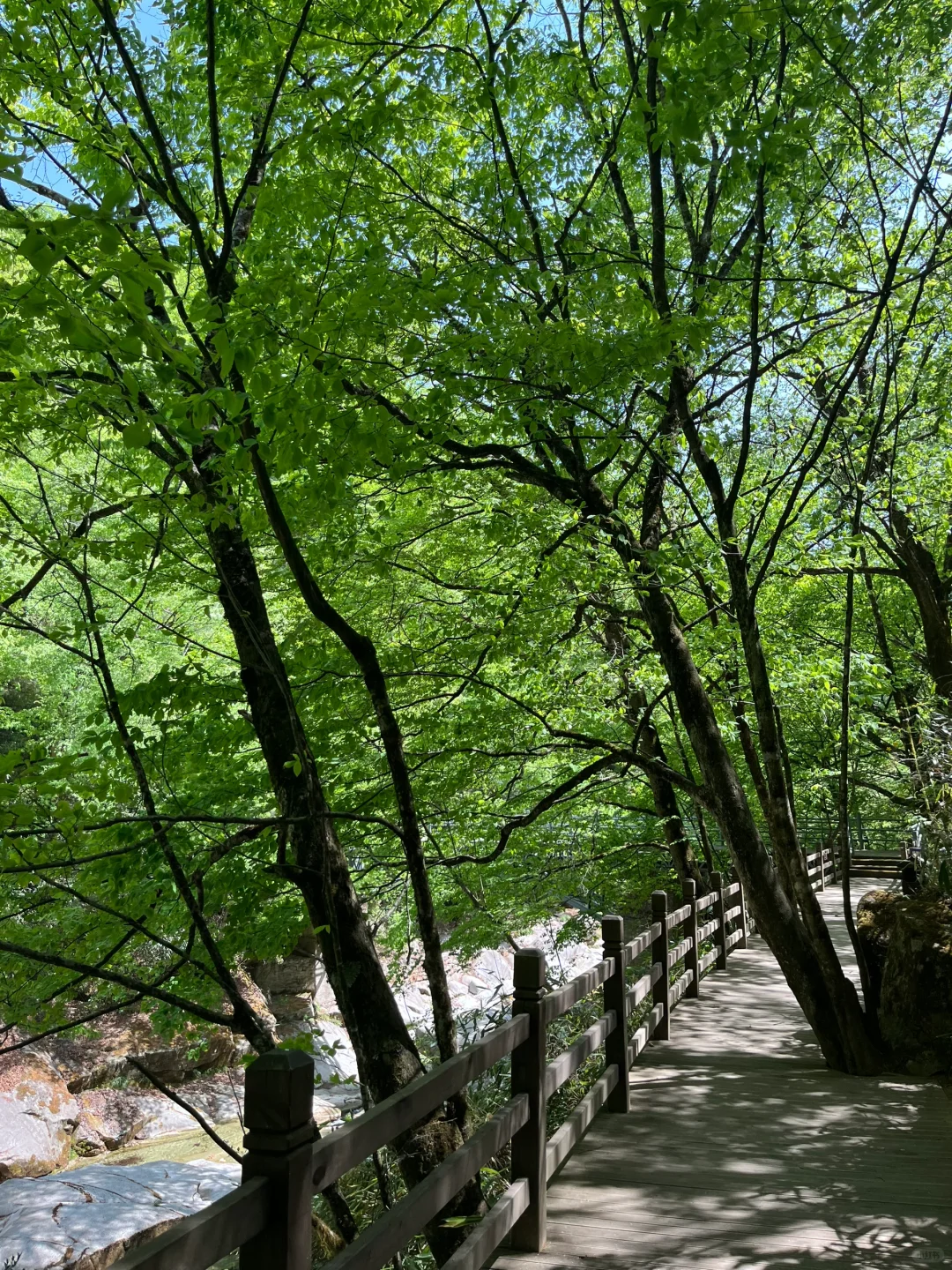 光雾山｜藏在深山的5A级景区⛰️