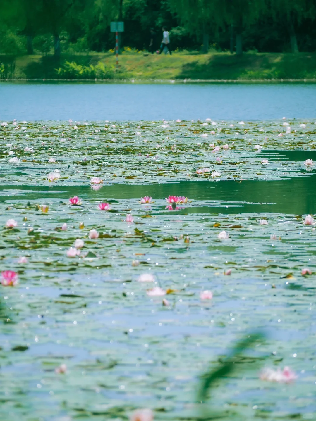 没有一个南京人 可以拒绝初夏燕雀湖的睡莲