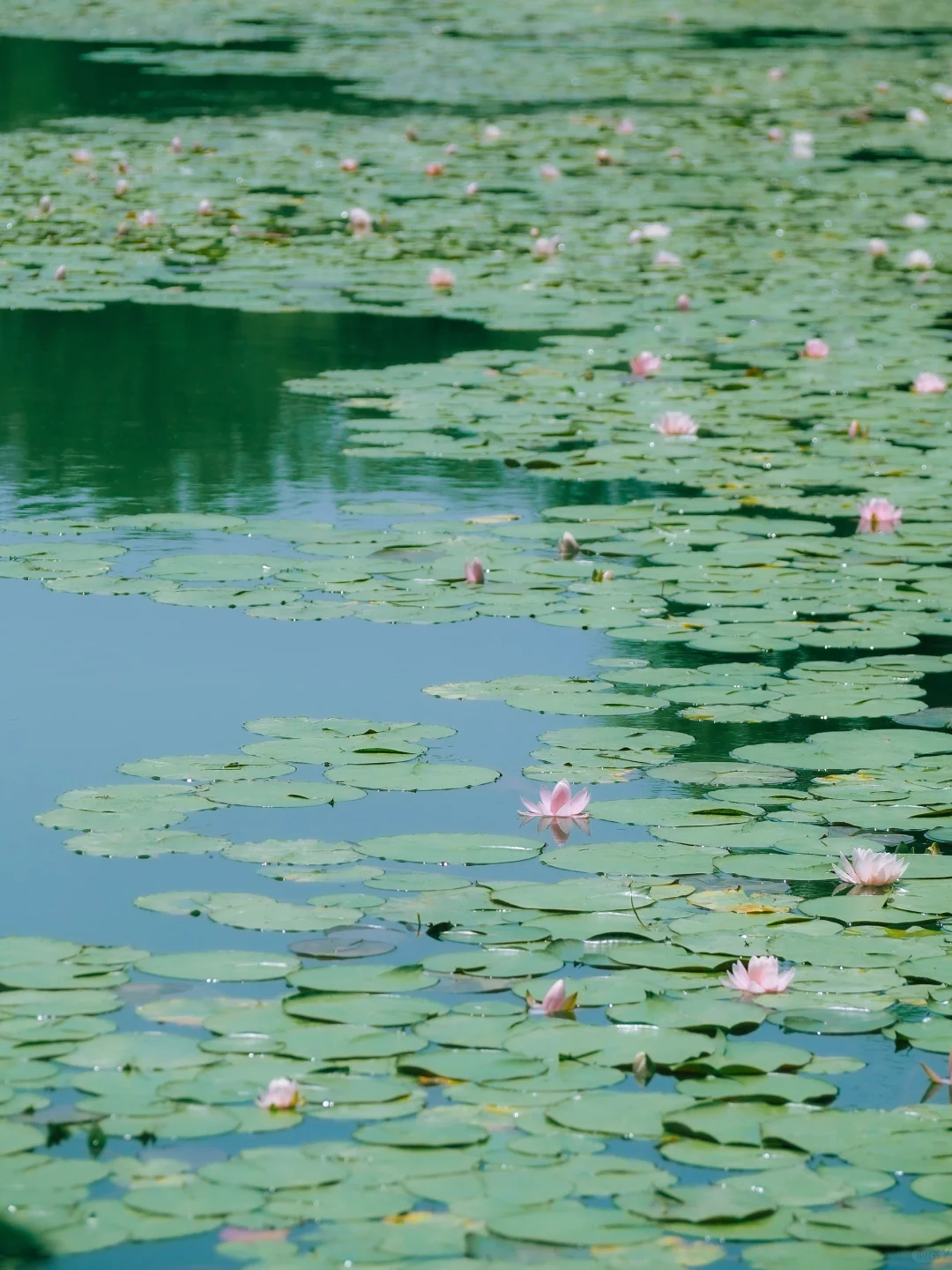 没有一个南京人 可以拒绝初夏燕雀湖的睡莲