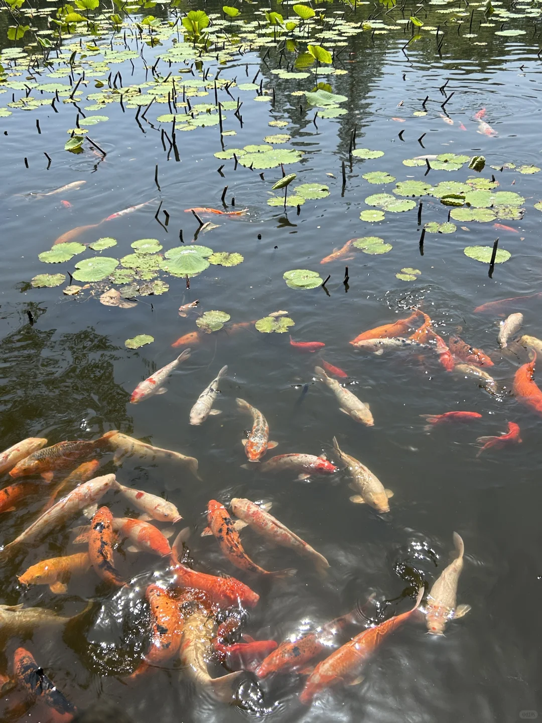 在南浔古镇玩了四天｜全攻略奉上👋